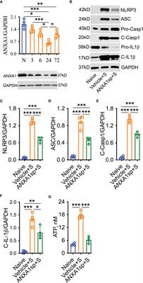 Annexin-A1 Tripeptide Attenuates Surgery-Induced Neuroinflammation and Memory Deficits Through Regulation the NLRP3 Inflammasome